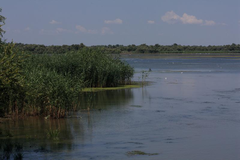 260-Delta del Danubio,7 agosto 2011.JPG